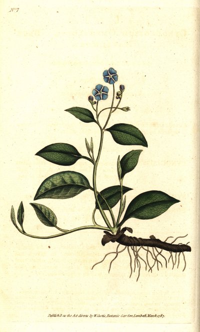Spring Omphalodes eller Printaniere Little Borage - Krypande navelört, Omphalodes verna (blå navelört, Cynoglossum omphalodes). Handkolorerad kopparstick efter en botanisk illustration av James Sowerby från William Curtis