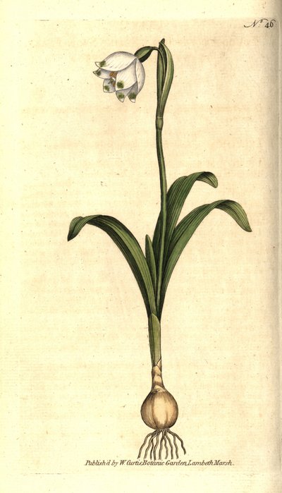 Vårnivå eller Claudinette - Vårsnöflinga, Leucojum vernum. Handkolorerad kopparstick efter en botanisk illustration av James Sowerby från William Curtis