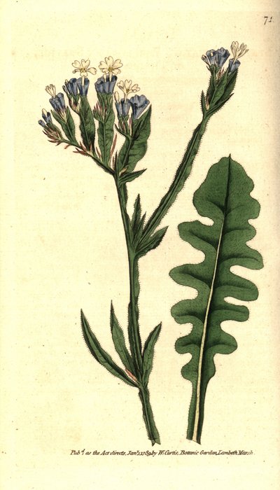 Statice sinue eller Limonium med sinuatblad - Havlavendel, Limonium sinuatum (Purple-cup 