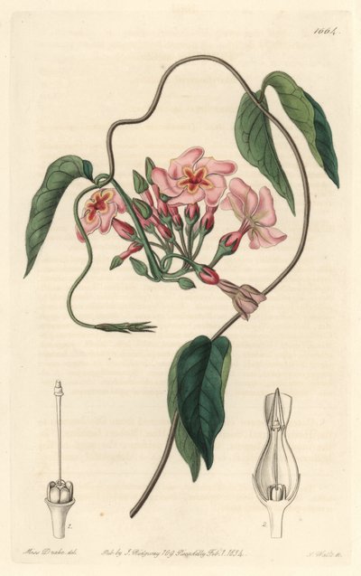 Stellar echite, infödd i Brasilien - Water forte av S. Watts från en illustration av Sarah Anne Drake (1803-1857), från det botaniska registret av Sydenham Teast Edwards