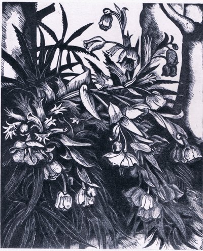 Stinking Hellebore, Natura i Peretania lomia e Collinsswed av Sydenham Teast Edwards