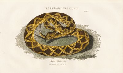 Randig skallerorm av Sydenham Teast Edwards