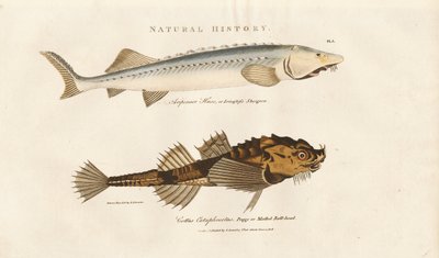 Sturgeon och Pogge av Sydenham Teast Edwards