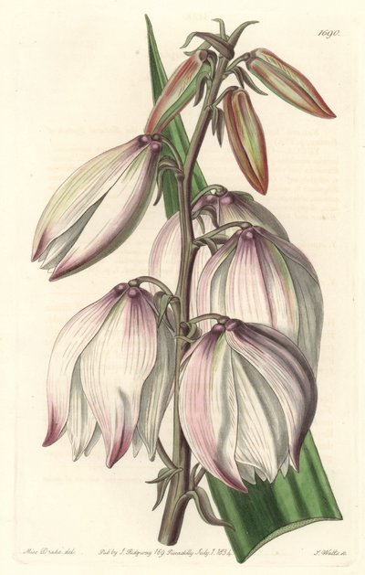 Superb Yucca - Water forte av S. Watts från en illustration av Sarah Anne Drake (1803-1857), från Botanical Register av Sydenham Teast Edwards
