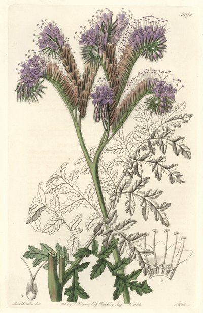 Tansy leaf phacelia, infödd i Kalifornien - Water forte av S. Watts från en illustration av Sarah Anne Drake (1803-1857), från Botanical Register av Sydenham Teast Edwards