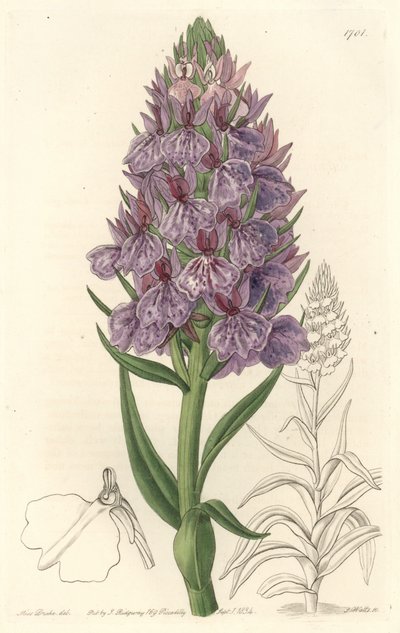 Terrestra orkidé, endemisk på ön Madeire - Water forte av S. Watts från en illustration av Sarah Anne Drake (1803-1857), från det botaniska registret av Sydenham Teast Edwards