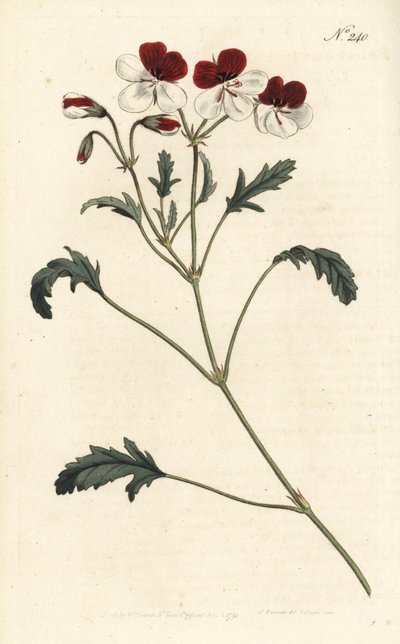 Trefärgad krannäbb, Pelargonium tricolor. Handfärgad kopparstick av Sansom efter en illustration av Sydenham Edwards från William Curtis