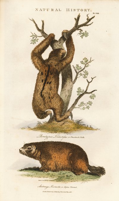 Tretåig sengångare och alpint murmeldjur av Sydenham Teast Edwards