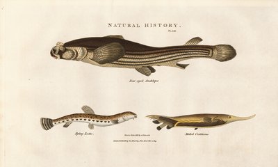 Tre ovanliga fiskarter av Sydenham Teast Edwards