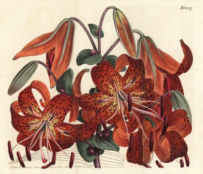 Tigerlilja - Tigerlilja, Lilium lancifolium (Tygerfläckig kinesisk lilja, Lilium tigrinum). Handkolorerad kopparstick av F. Sansom Jr. efter en illustration av Sydenham Edwards från William Curtis