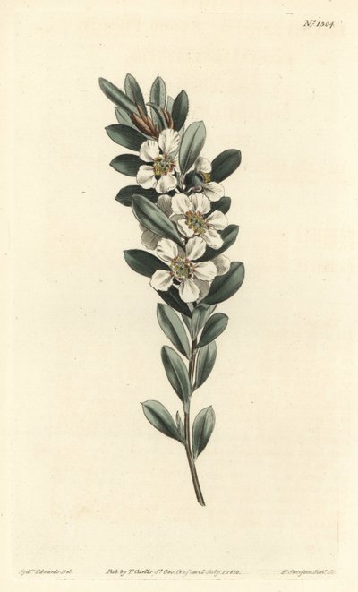Träd en eller australisk myrten - Coastal tea tree, Leptospermum laevigatum (Slät fabricia, Fabricia laevigata). Handfärgad kopparstick av F. Sansom Jr. efter en illustration av Sydenham Edwards från William Curtis