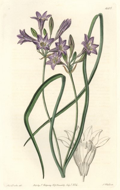 Triteleia ou brodiacea lache - Water forte av S. Watts från en illustration av Sarah Anne Drake (1803-1857), från det botaniska registret av Sydenham Teast Edwards