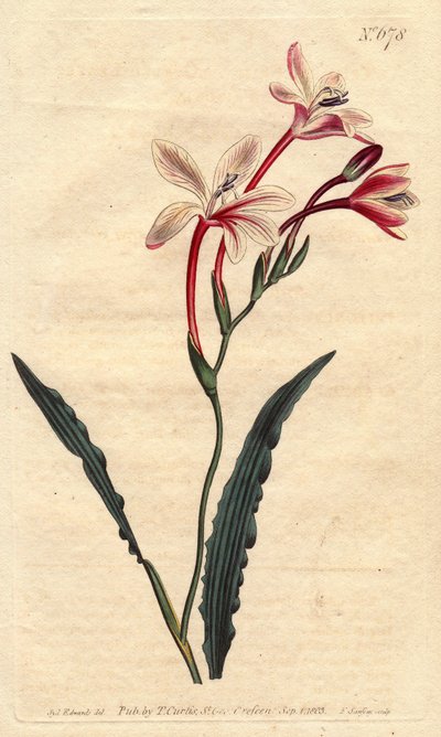 Tritonia har ett lockigt blad och rosa, röda och vita blommor, infödda i Sydafrika. Böjd bladtritonia med rosa, röda och vita blommor. En infödd i Sydafrika. Tritonia crispa. Handkolorerad kopparstick från en botanisk illustration b av Sydenham Teast Edwards