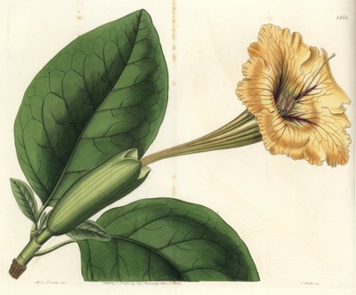 Trumpetlian eller bägare med guld - Bägareranka eller fläckblommig solandra, Solandra guttata. Handkolorerad kopparstick av S. Watts efter en illustration av Miss Sarah Drake från Sydenham Edwards