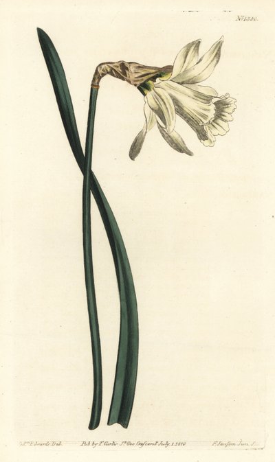 Trumpetnarcissus - Mindre vit spansk påsklilja, Narcissus pseudonarcissus subsp. moschatus (Narcissus moschatus). Handfärgad kopparstick av F. Sansom Jr. efter en illustration av Sydenham Edwards från William Curtis