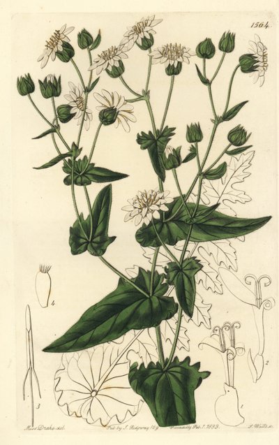 Rova-bladig mysk-sackor, Moscharia pinnatifida. Handkolorerad kopparstick av S. Watts efter en illustration av Miss Sarah Drake från Sydenham Edwards