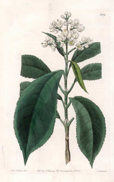 Turpinia Variete - Tallrik graverad av S.Watts, från en illustration av Sarah Anne Drake (1803-1857), från Botanical Register of Sydenham Edwards (1768-1819), England av Sydenham Teast Edwards