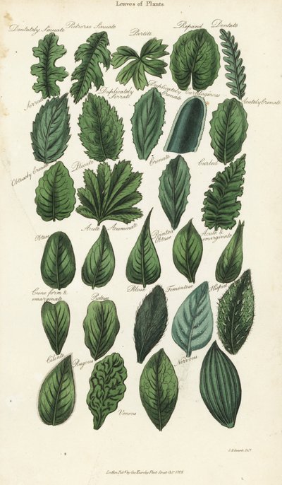 Typer av blad av växter. Handfärgad kopparstick efter Sydenham Edwards från John Mason Goods Pantologia, a New Encyclopedia, G. Kearsley, London av Sydenham Teast Edwards