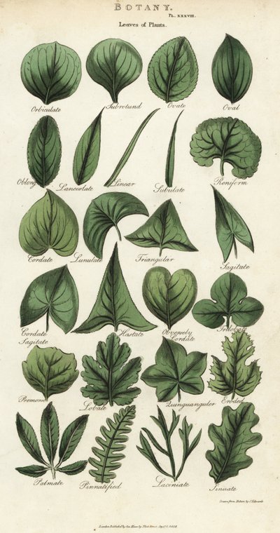 Typer av blad av växter. Handfärgad kopparstick efter Sydenham Edwards från John Mason Goods Pantologia, a New Encyclopedia, G. Kearsley, London av Sydenham Teast Edwards
