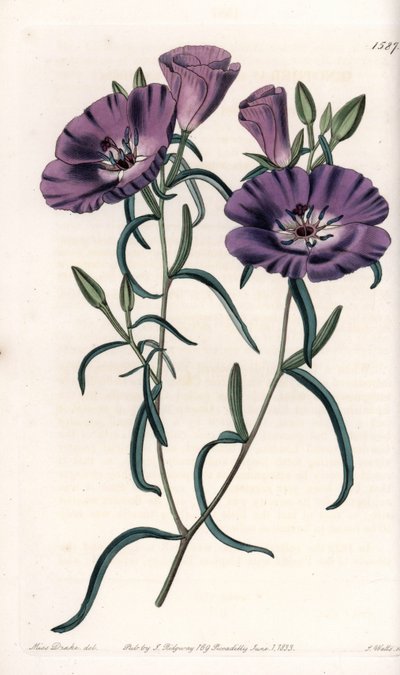 Variete of Clarkia, infödd i Sydamerika Graverad av S.Watts, från en illustration av Sarah Anne Drake (1803-1857), från Botanical Register of Sydenham Edwards (1768-1819), England av Sydenham Teast Edwards