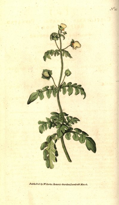 Variety av calceolar - Pinnat toffelört, Calceolaria pinnata. Handkolorerad kopparstick efter en botanisk illustration av James Sowerby från William Curtis
