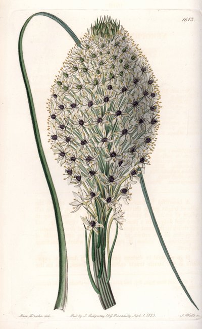 Variety of liliacee (Helonias asphodeloides) - Graverad av S.Watts, från en illustration av Sarah Anne Drake (1803-1857), från Botanical Register of Sydenham Edwards (1768-1819), England av Sydenham Teast Edwards