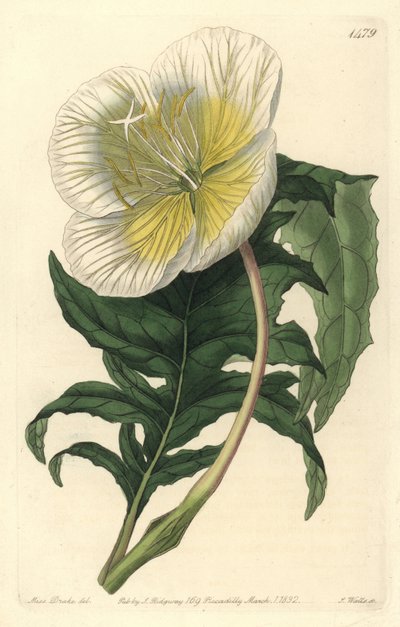 Variation av oenothere eller gräs med åsnor eller nattljus - Vit upprätt nattljus, Oenothera anisoloba. Handfärgad kopparstick av S. Watts efter en illustration av Sarah Drake från Sydenham Edwards