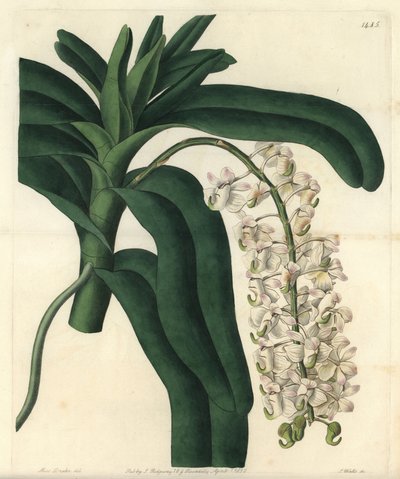 Variety av orkidé epidendrum, känd som jamaicansk salva - Fox borste orkidé eller hornblommiga luftväxt, Aerides cornutum. Handfärgad kopparstick av S. Watts efter en illustration av Sarah Drake från Sydenham Edwards