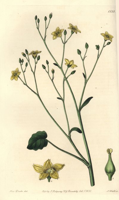 Variety av villarsia, endemisk till Australien - Ornduffia reniformis (Njurbladiga villarsia, Villarsia reniformis). Handkolorerad kopparstick av S. Watts efter en illustration av Miss Sarah Drake från Sydenham Edwards