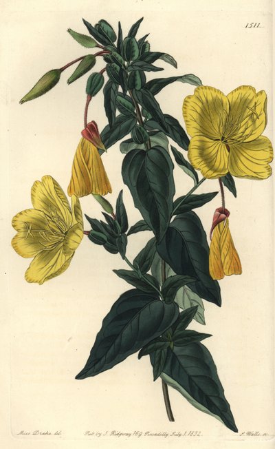 Variation av nattljus eller gräs med åsnor - Jättenljus, Oenothera fruticosa subsp. glauca (Glaucous oenothera, Oenothera glauca). Handkolorerad kopparstick av S. Watts efter en illustration av Miss Sarah Drake från Sydenham Edwards