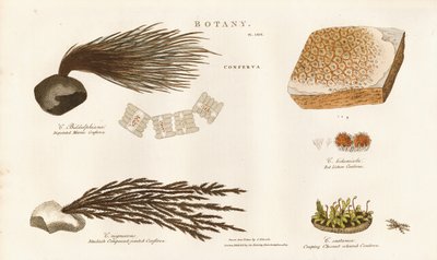 Olika arter av alger (Conferva) av Sydenham Teast Edwards