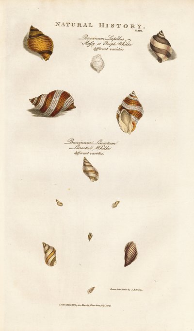 Olika arter av valthornssnäckor av Sydenham Teast Edwards