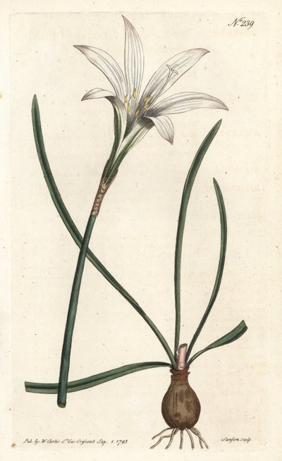 Virginia Amaryllis - Atamasco-lilja, Zephyranthes atamasco (Amaryllis atamasco) - Handkolorerad kopparstick av Sansom efter en illustration av Sydenham Edwards från William Curtis