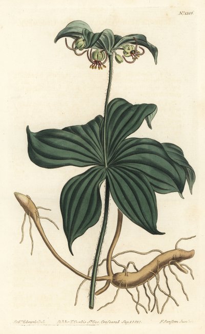 Virginia Medeole eller vildgurka - Indisk gurka, Medeola virginiana. Handkolorerad kopparstick av F. Sansom Jr. efter en illustration av Sydenham Edwards från William Curtis
