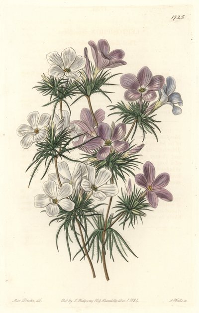 White and Purple Leptosiphon - Strong Water av S. Watts från en illustration av Sarah Anne Drake (1803-1857), från Botanical Register av Sydenham Teast Edwards