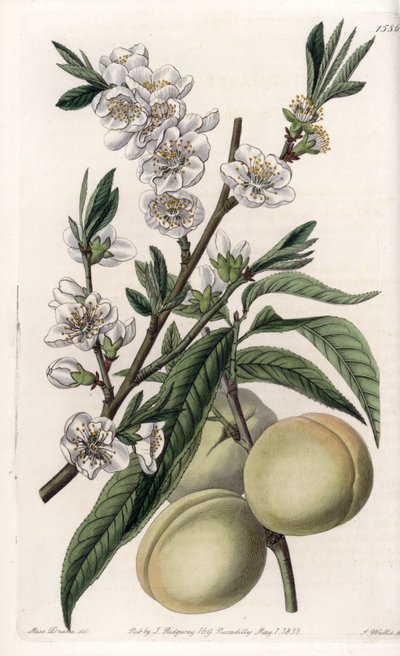White Pecher - Tallrik graverad av S.Watts, från en illustration av Sarah Anne Drake (1803-1857), från Botanical Register of Sydenham Edwards (1768-1819), England av Sydenham Teast Edwards