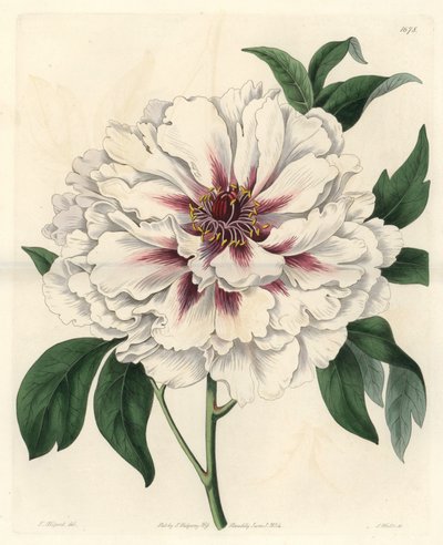 White shrub pion - Strong water av S. Watts från en illustration av Thomas Allport (1804-1879), från Botanical Register av Sydenham Teast Edwards