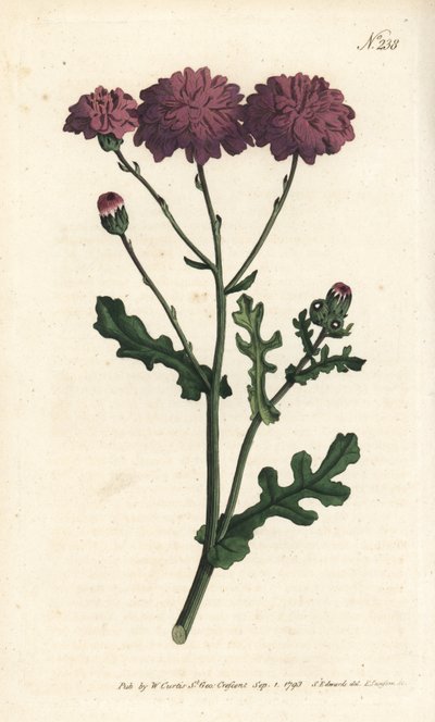 Vild cineraire - Lila jordsel eller ragwort, Senecio elegans. Handfärgad kopparstick av Sansom efter en illustration av Sydenham Edwards från William Curtis