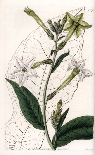 Vingtobak eller prydnadstobak - Tallrik graverad av S.Watts, från en illustration av Sarah Anne Drake (1803-1857), från Botanical Register of Sydenham Edwards (1768-1819), England av Sydenham Teast Edwards
