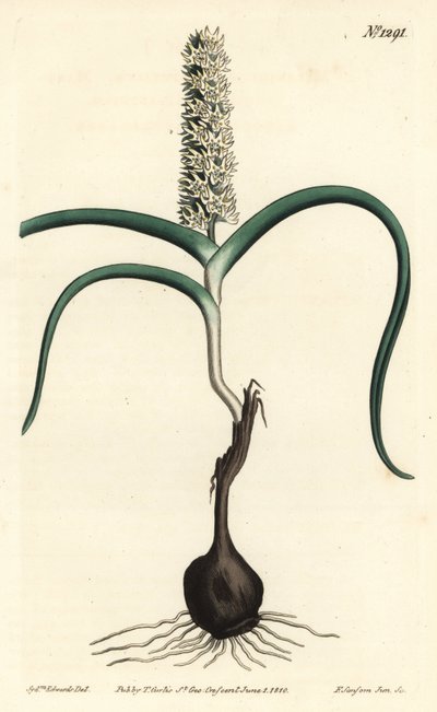 Wurmbea monopetala (Mångblommig melanthium, Melanthium monopetalum). Handkolorerad kopparstick av F. Sansom Jr. efter en illustration av Sydenham Edwards från William Curtis