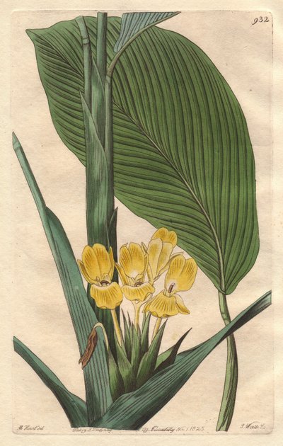 Gulblommig calathea, infödd i Brasilien - S. Watts starkt vatten från en illustration av M. Mart, från det botaniska registret av Sydenham Teast Edwards