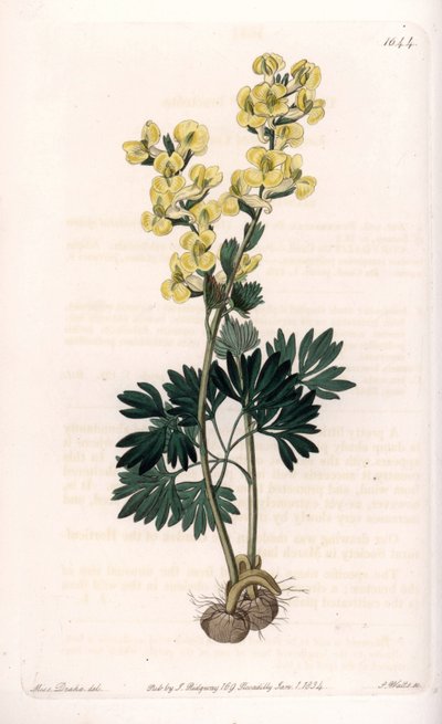 Gulblommig corydale variete - Graverad av S.Watts, från en illustration av Sarah Anne Drake (1803-1857), från Botanical Register of Sydenham Edwards (1768-1819), England av Sydenham Teast Edwards