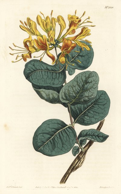 Gulblommig träbina, Lonicera flava. Handkolorerad kopparstick av F. Sansom Jr. efter en illustration av Sydenham Edwards från William Curtis