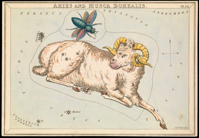 Aries och Musca borealis, ca 1825 (kort, papper, silkespapper) av Sydney Hall