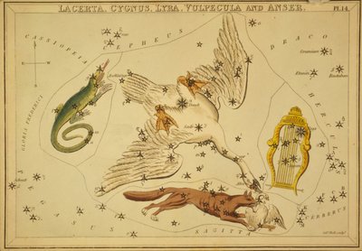 Ödla, svan, lyra, räv och gås, illustration från 