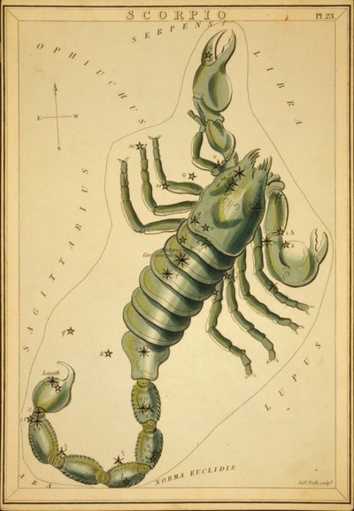 Skorpionen, illustration från 