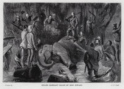 Elefant dödad av kung Edward VII (litho) av Sydney Prior (after) Hall