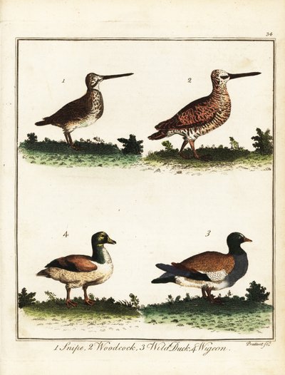 Fågelvilt: beckasin, snäppa, vild anka och törja. 1792 (gravyr) av T. Prattent
