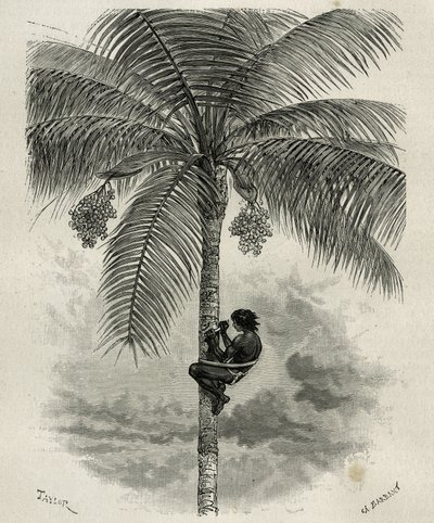 La recolte de la wax de palmier ceroxylon, dans le Quindio (Colombia), gravyr av Taylor och Ferdinandus, för att illustrera berättelsen L