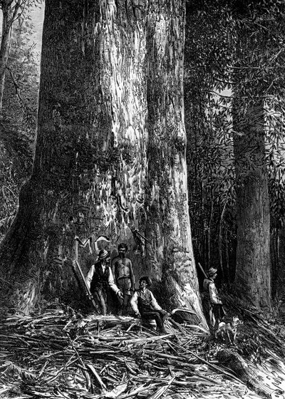 Jätteeukalyptus, Australien, 1886 av Taylor